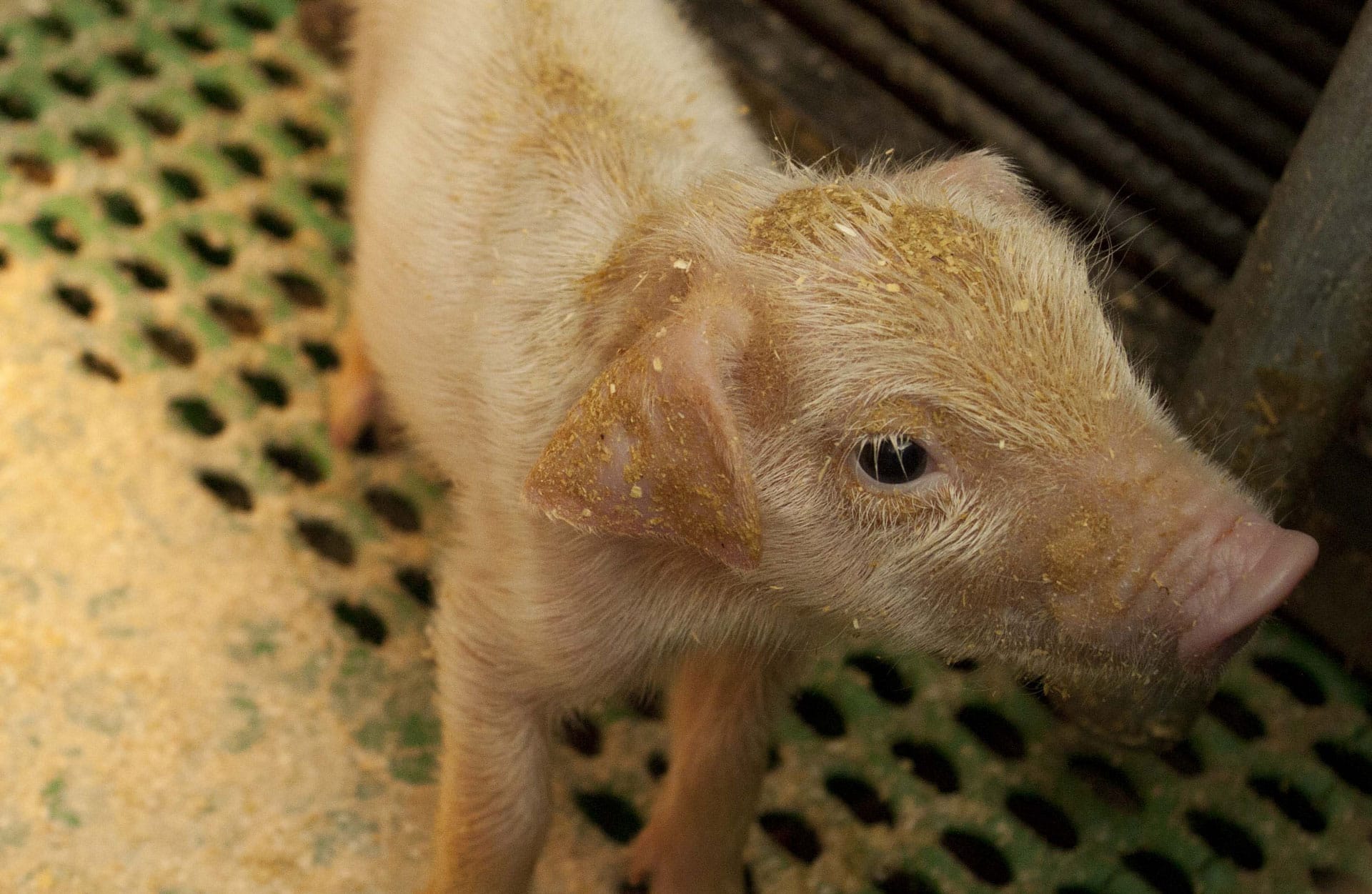 Contact opnemen met Ongehoord