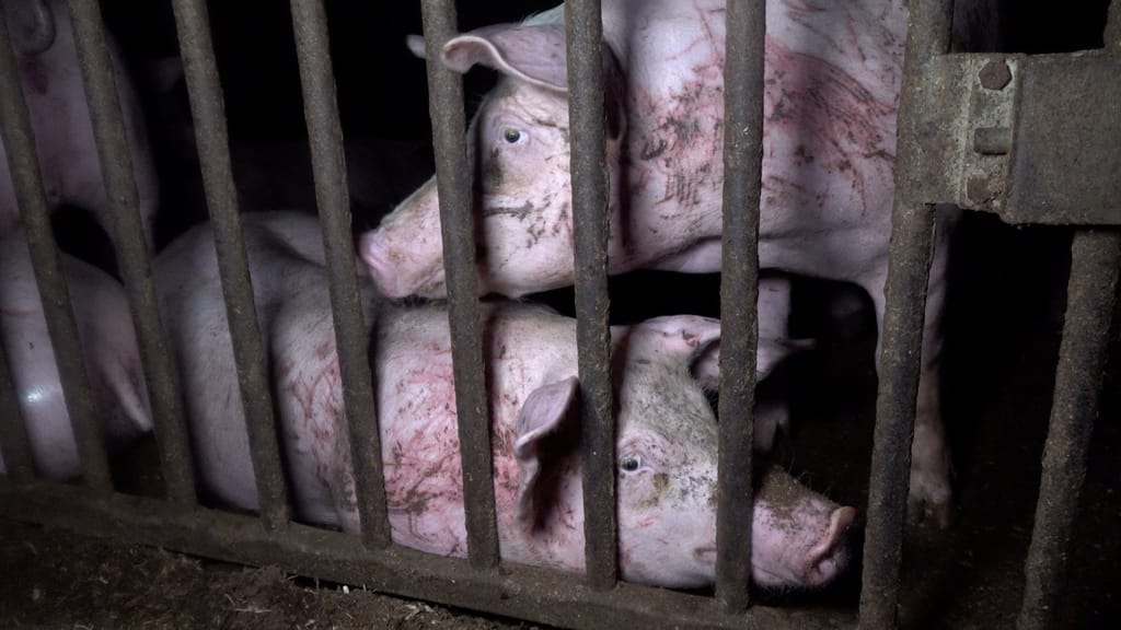 Dierenleed gefilmd bij prijswinnaar van Dierenbescherming.