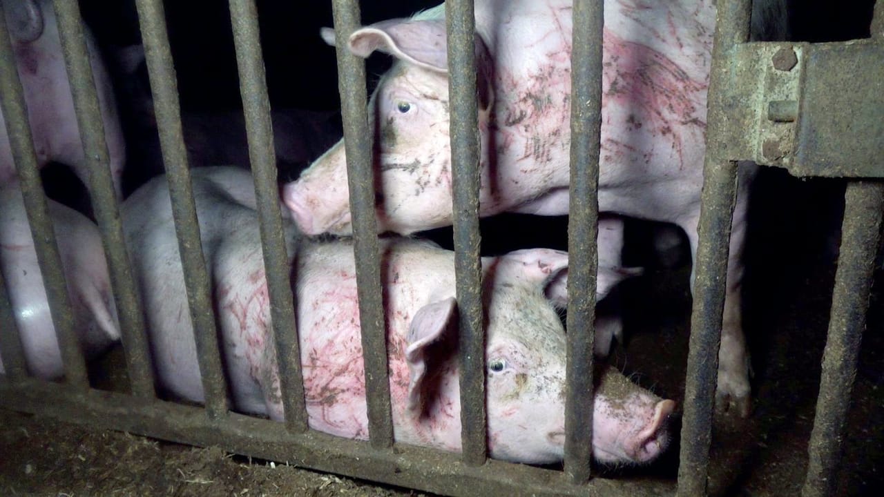 Dierenleed gefilmd bij prijswinnaar van Dierenbescherming.