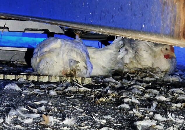 Twee gevallen kuikens liggen onder de ontstapelaar, tussen achtergebleven veren op de vloer van het slachthuis.
