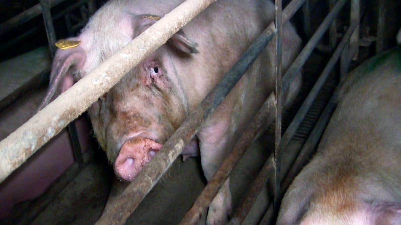Ernstig zieke varkens bij dierenwelzijnsadviseur voor de overheid