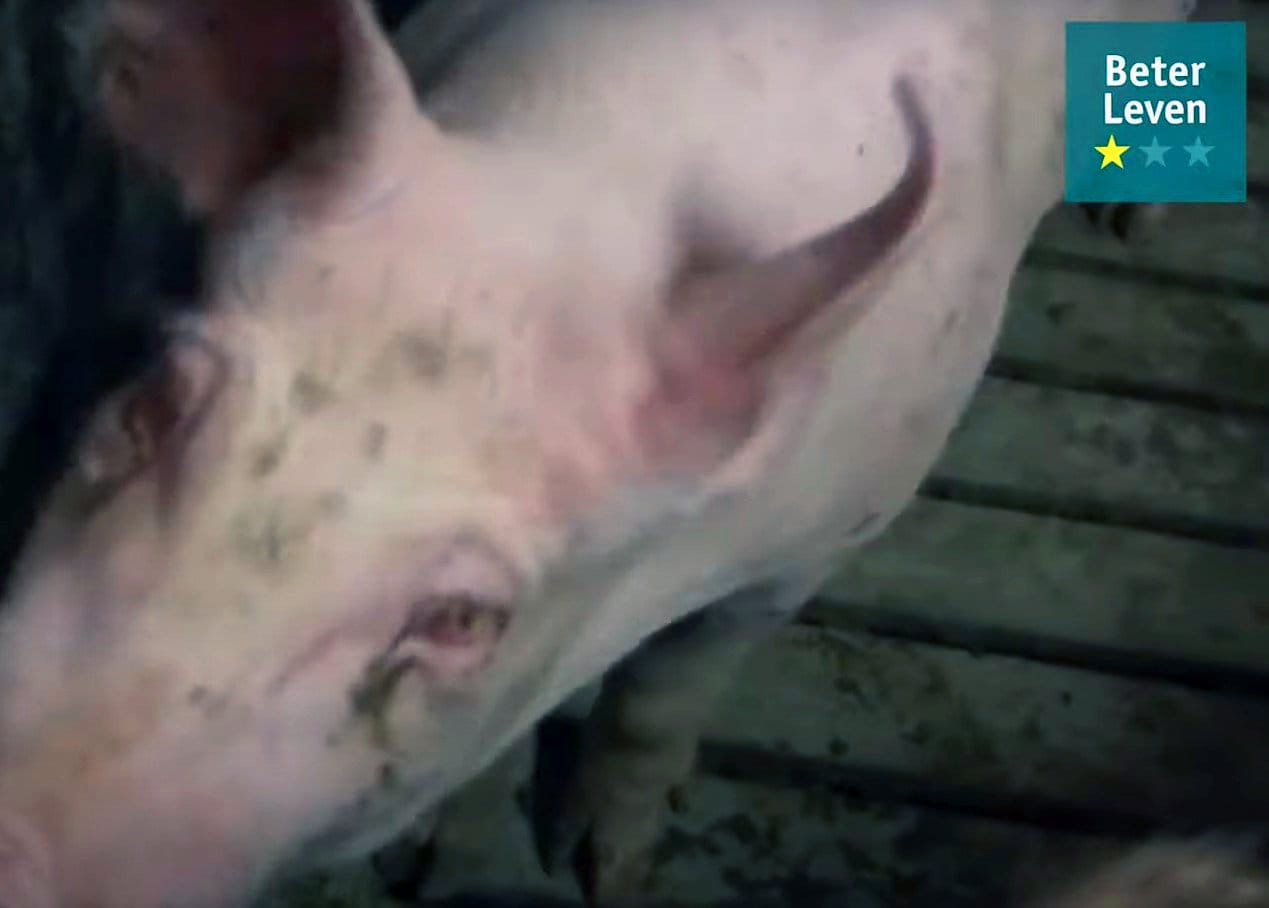 Gewonde varkens bij FDF-voorman Van den Oever