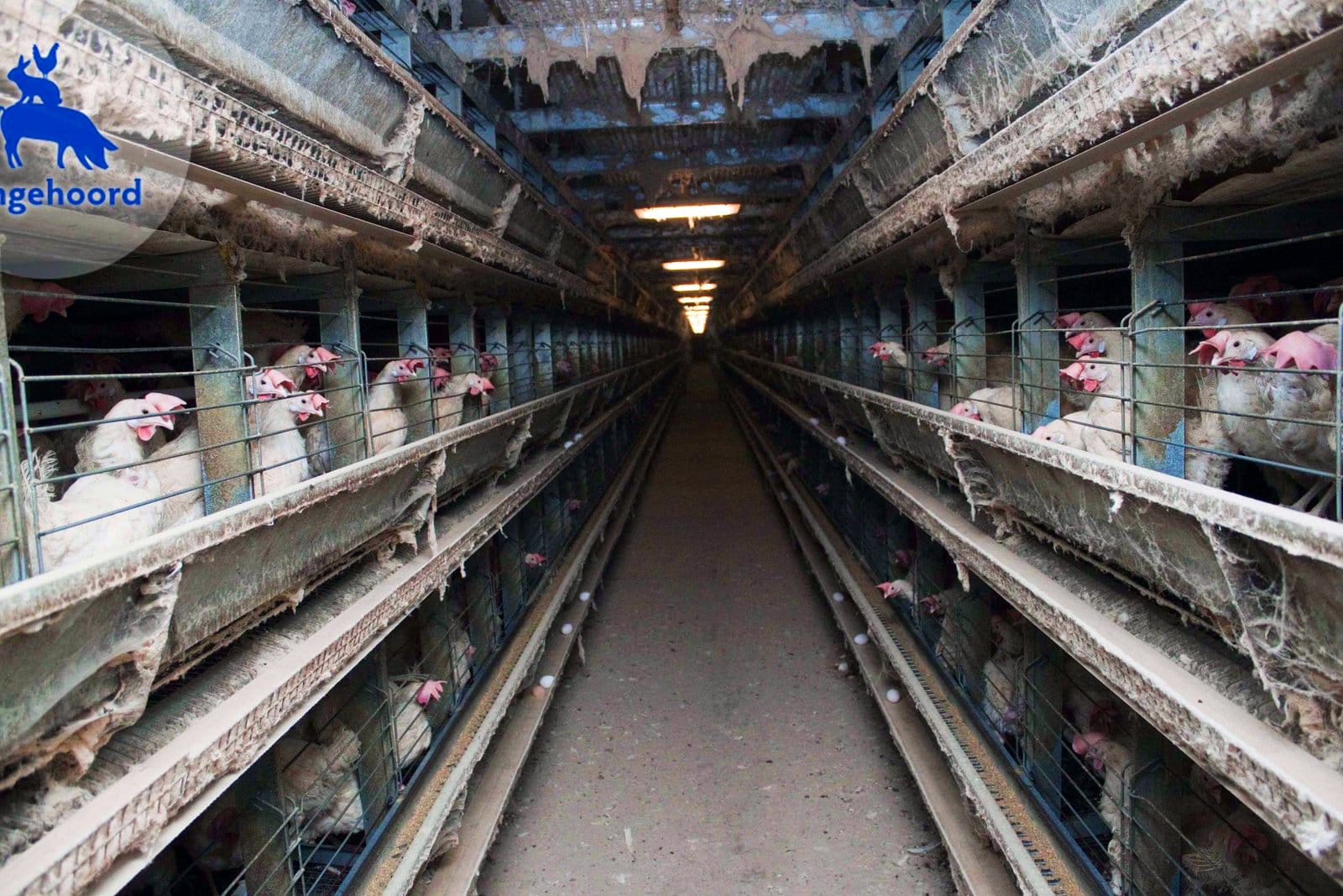 Van erf naar megastal