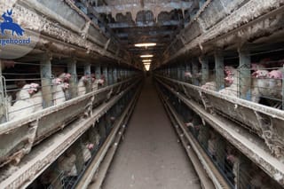 Van erf naar megastal