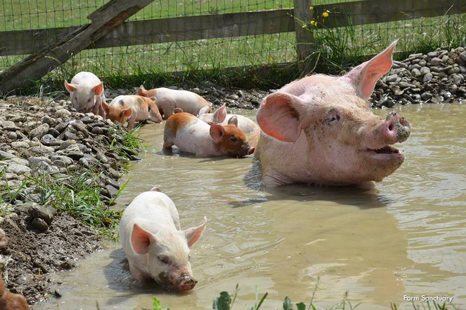 Natuurlijk leven