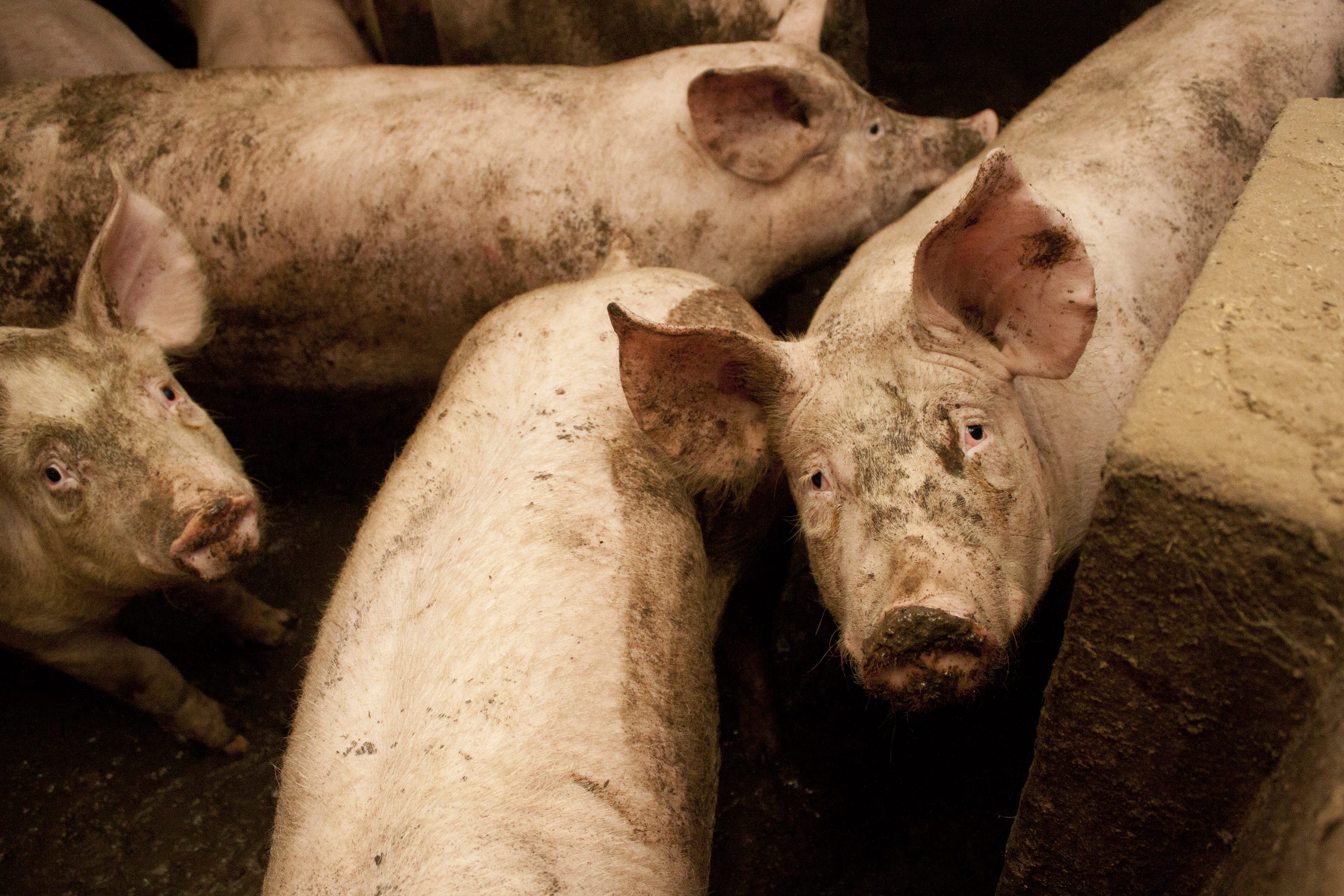 Varken in de intensieve veehouderij