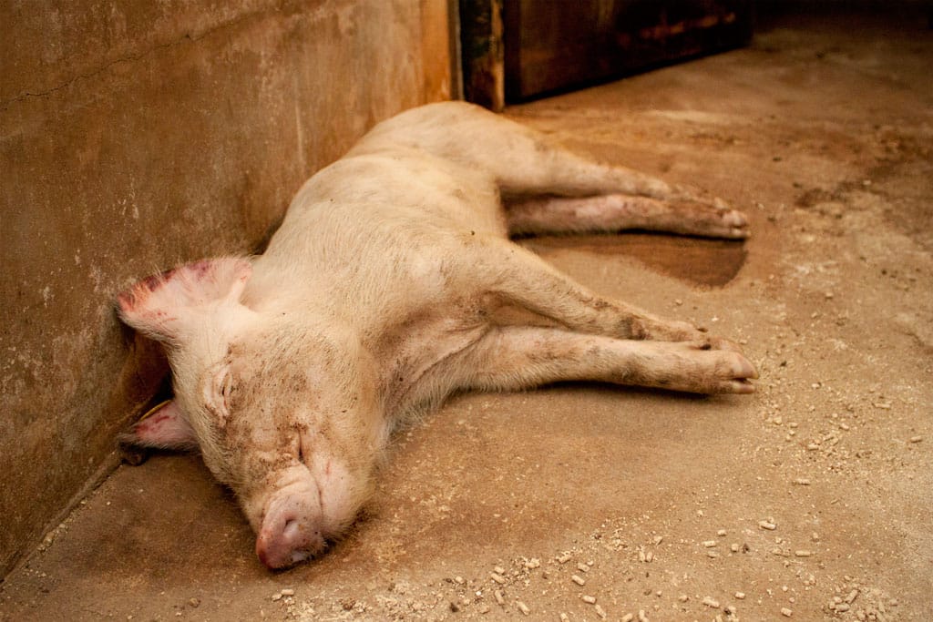 Varkens in krappe hokken in de industrie