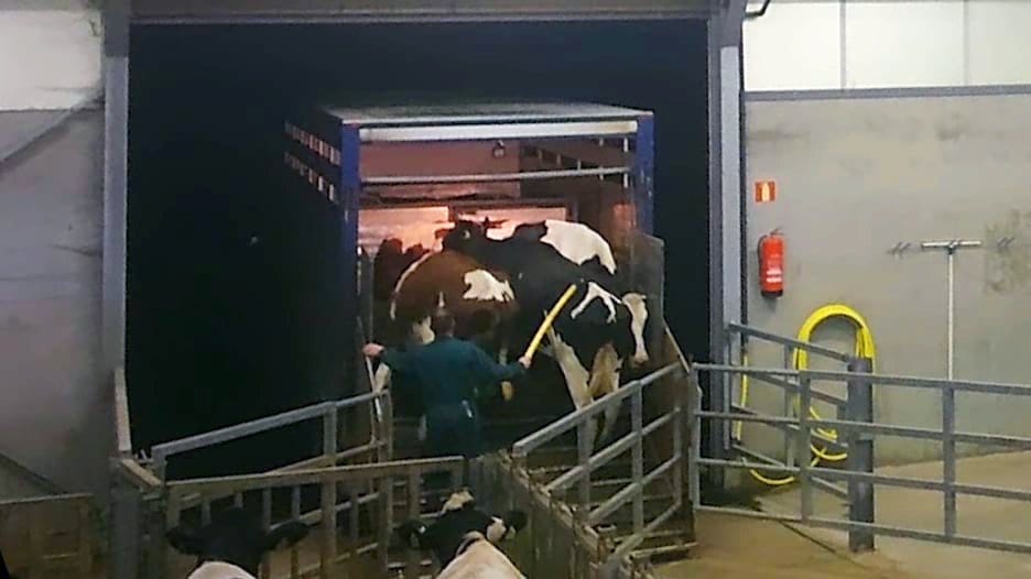 Uitgemolken - Transport van koeien en kalfjes.