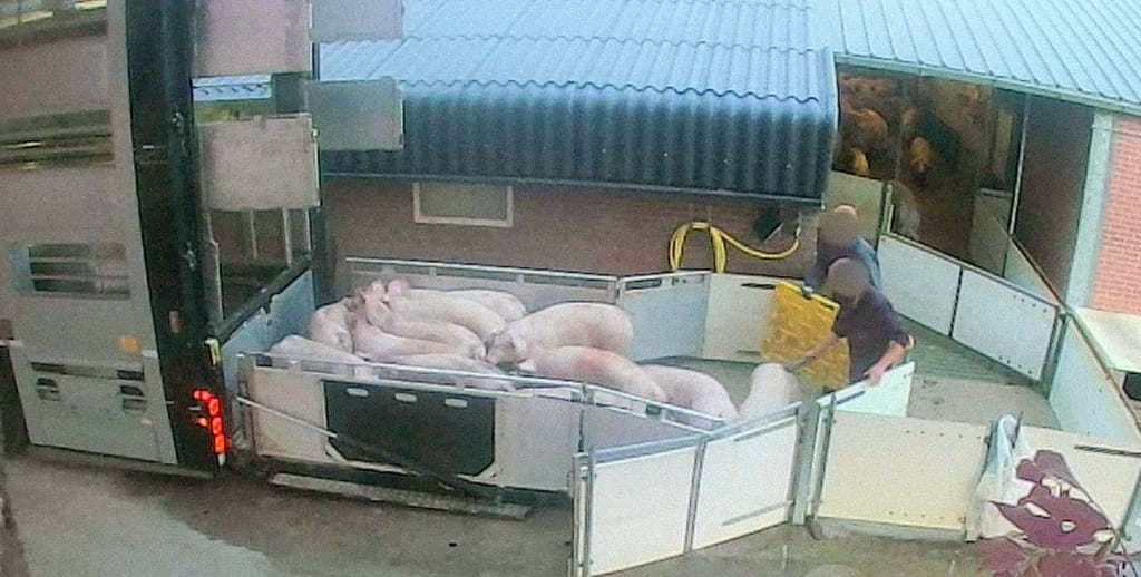 Varkens met geweld opgedreven voor transport.