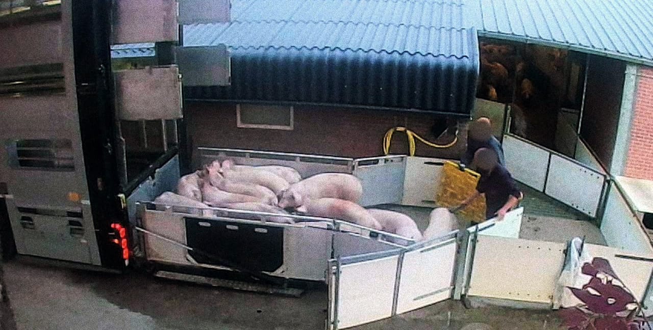 Varkens met geweld opgedreven voor transport.