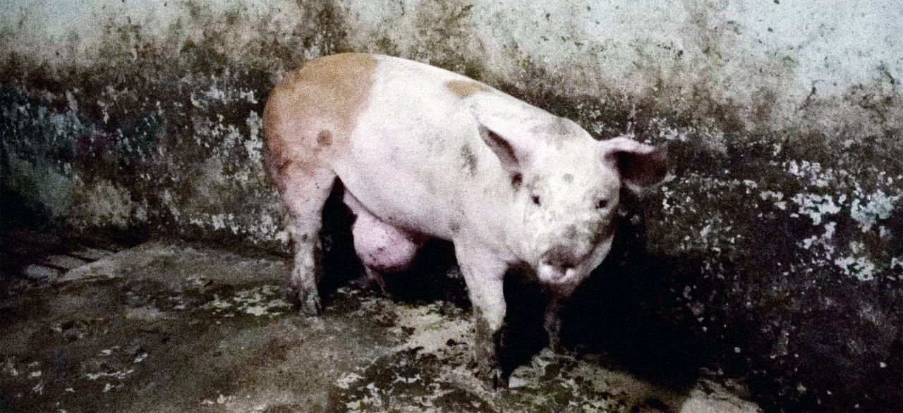 Verborgen misstanden in zichtstal Houbensteyn