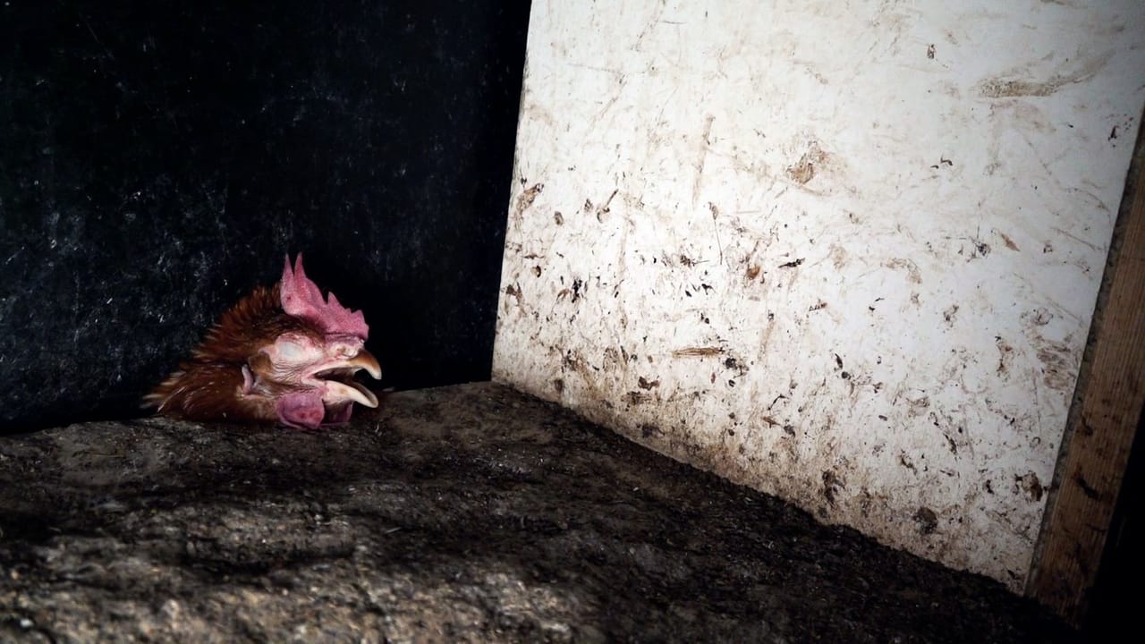 Zorgen om dierenleed bij 'Caring Farmers'