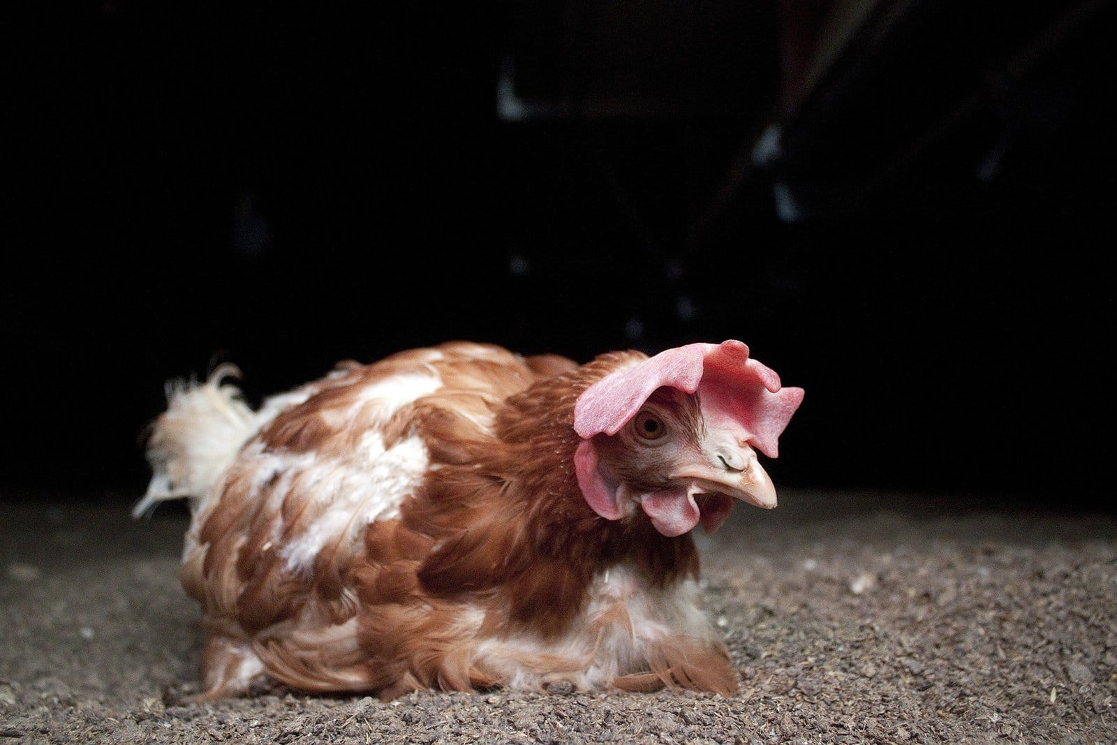 Lijdensweg van stal naar slachthuis