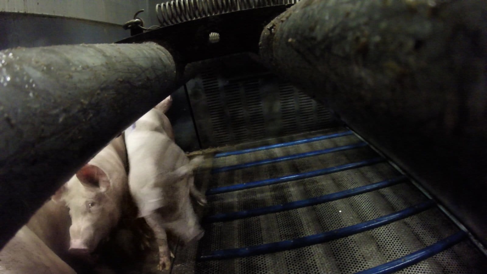 Vergassen, elektrocuten, doodbloeden