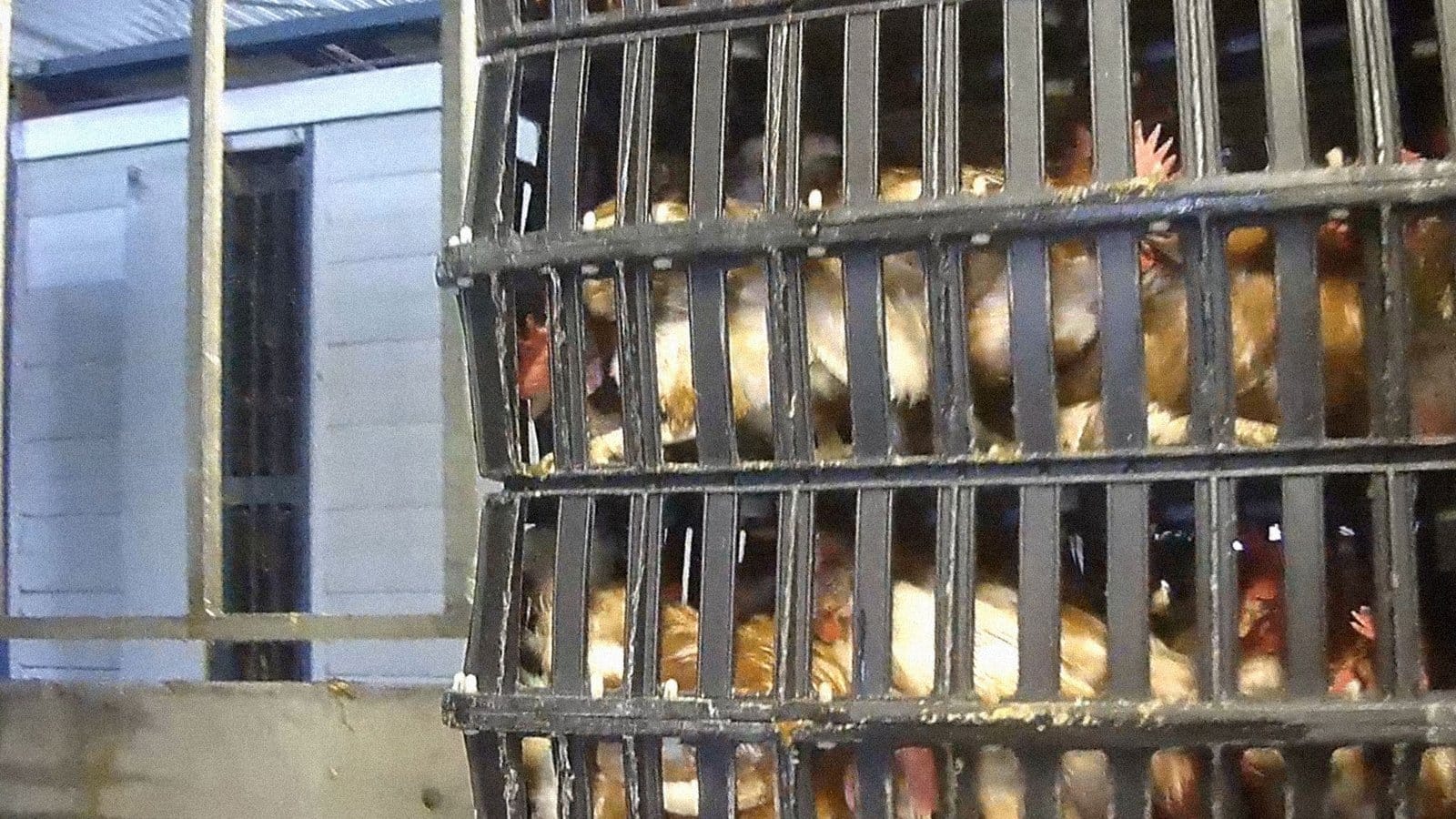 Vergassen, elektrocuten, doodbloeden