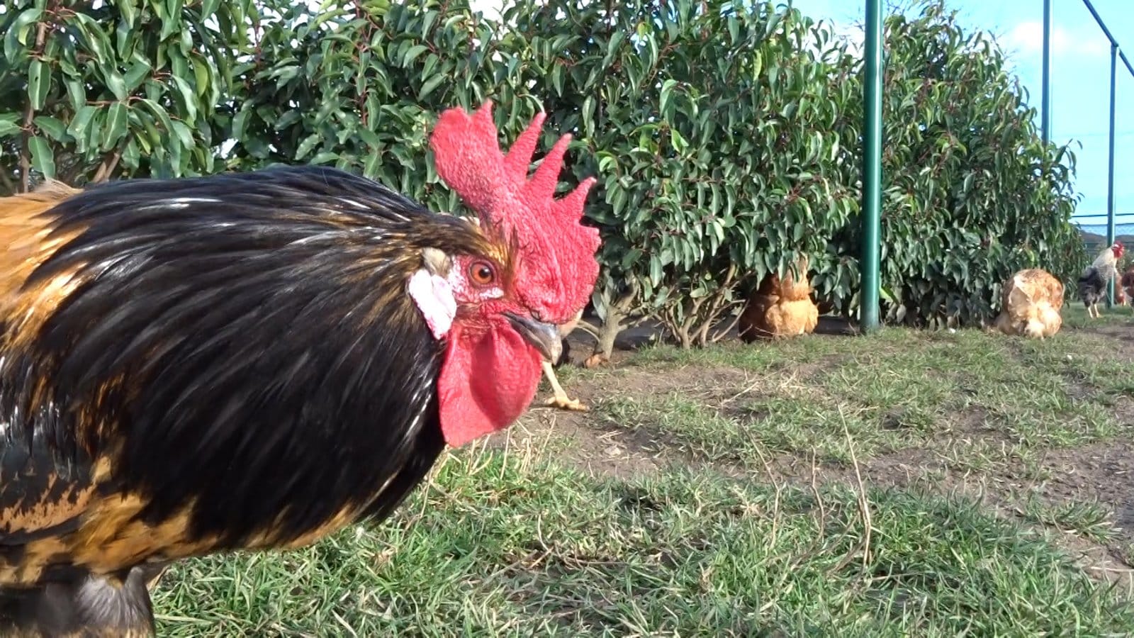 Natuurlijk kippenleven