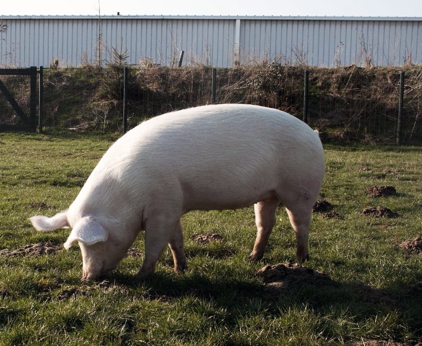 Natuurlijk varkensleven