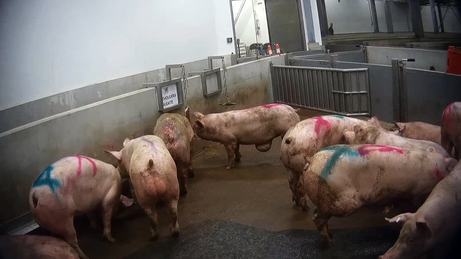 Zieke en gewonde varkens