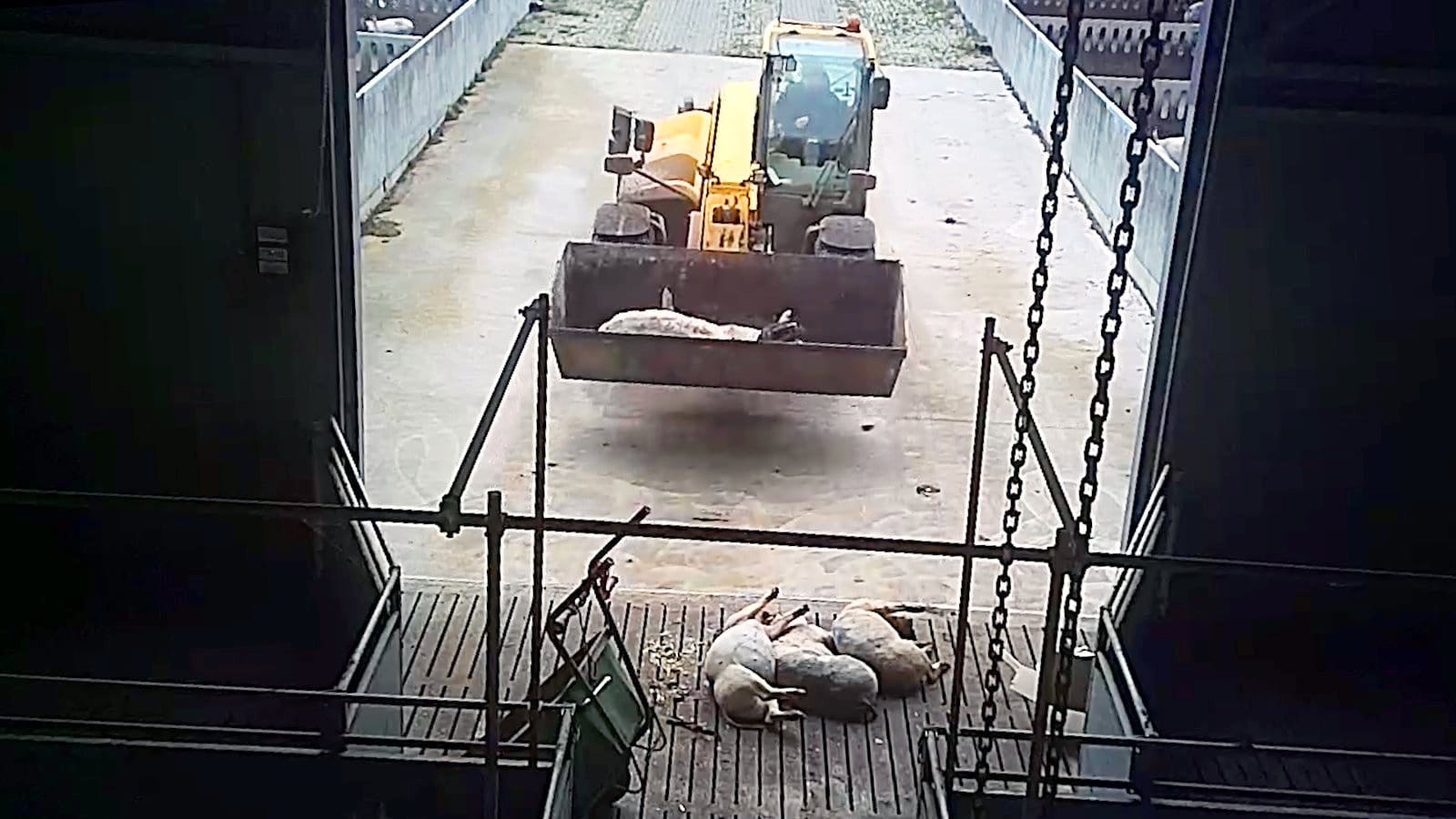 Varkens in de megastal van Ten Have-Mellema