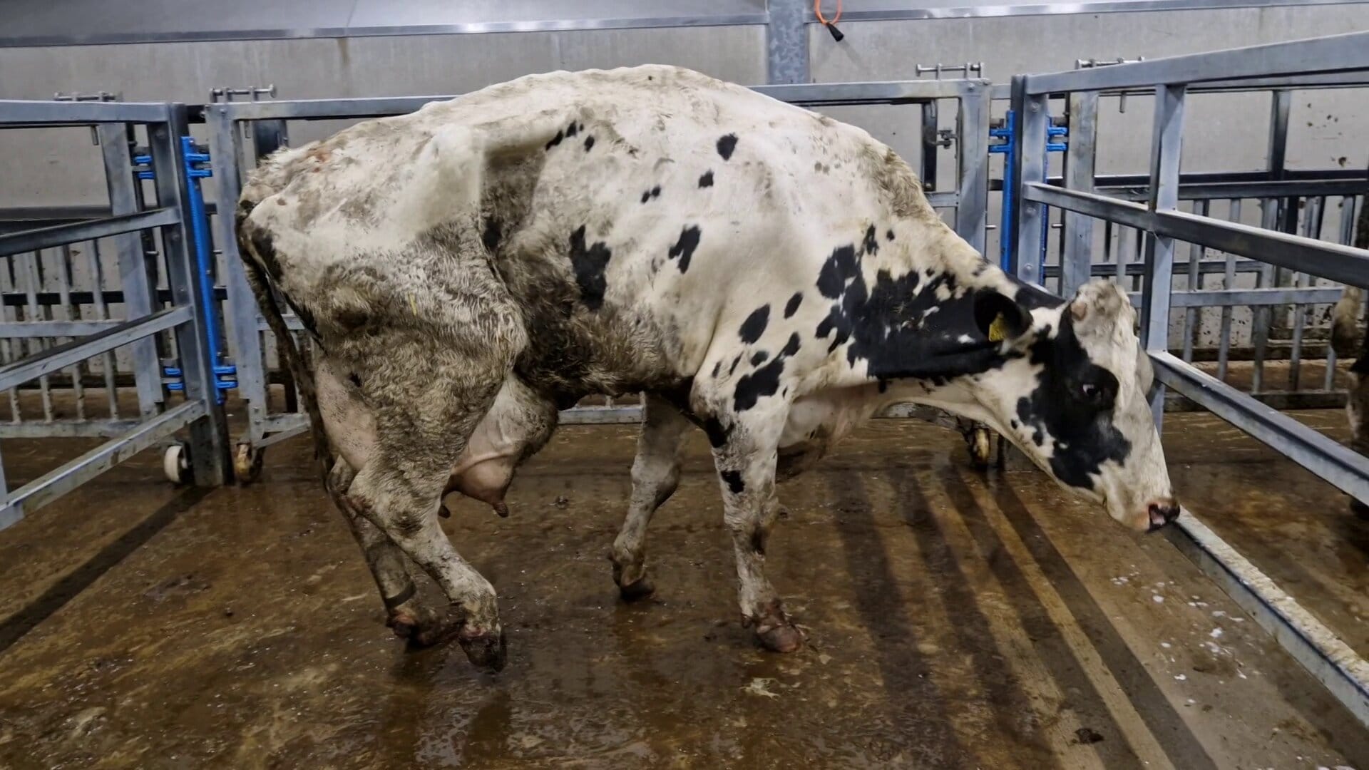 Een sterk vermagerde, kreupele zwartbonte koe met een gezwollen uier in een slachthuis.